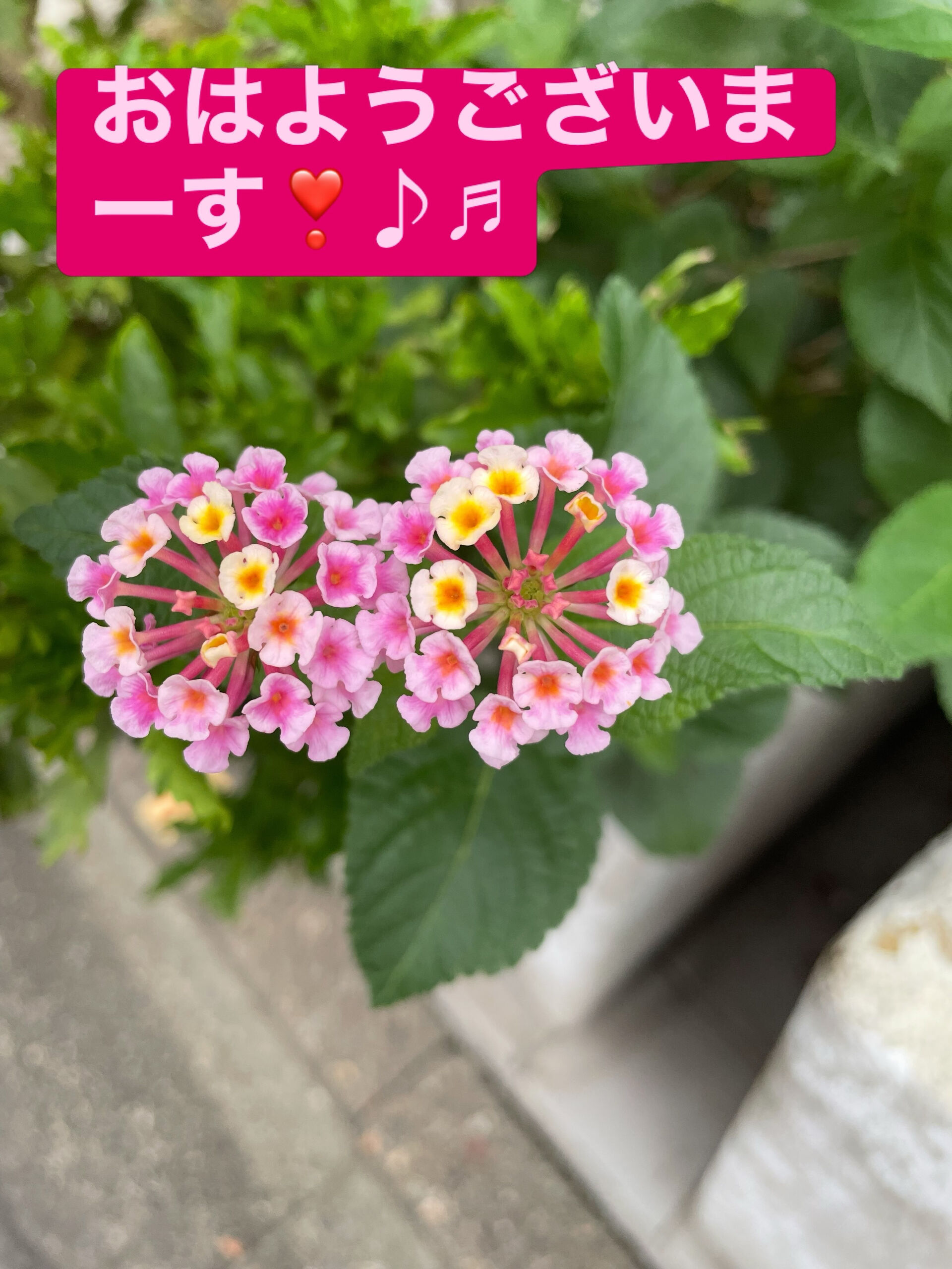⭐️早起き三文の徳⭐️