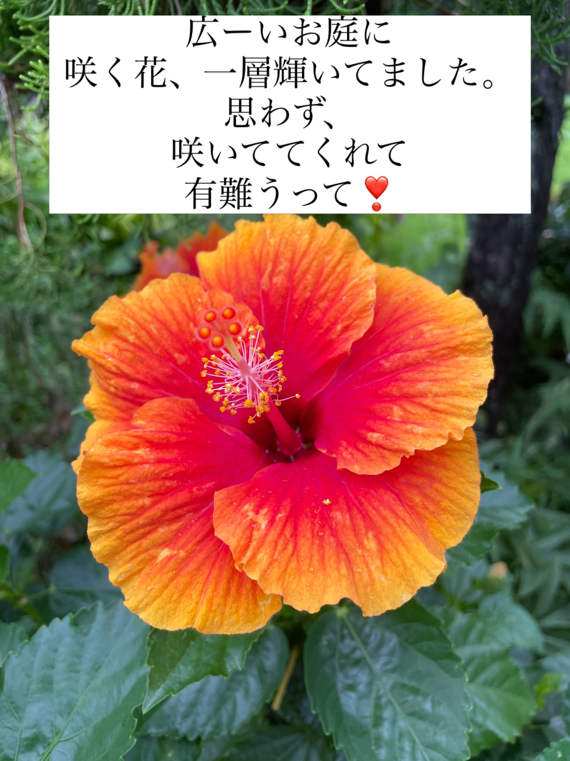 multi_image